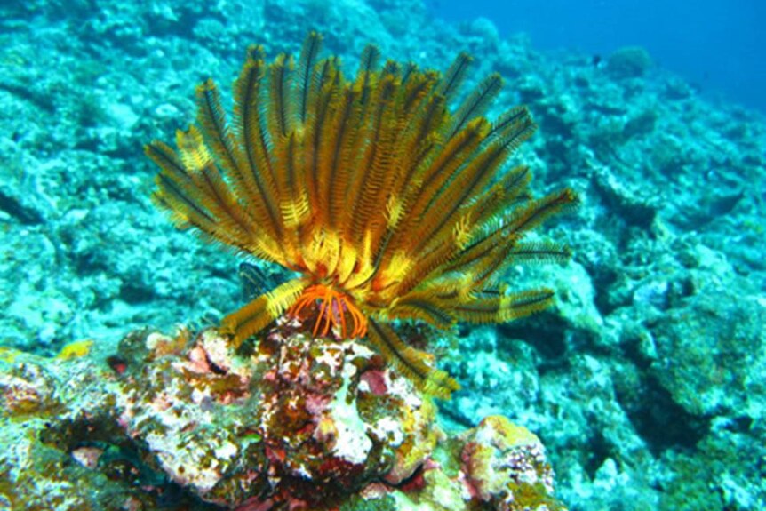 A yellow plant-like sea creature sits on a rock under the ocean.