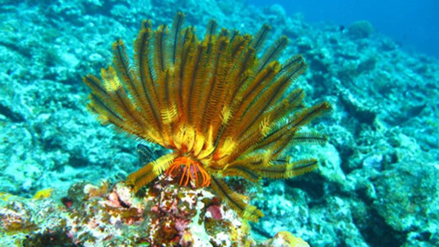 A yellow plant-like sea creature sits on a rock under the ocean.
