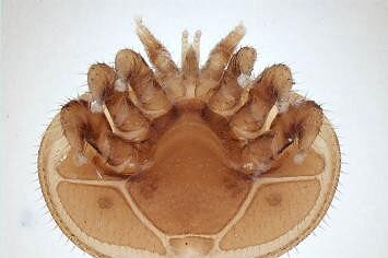A varroa mite specimen zoomed in.