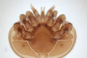 A varroa mite specimen zoomed in.