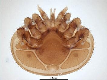 A varroa mite specimen zoomed in.