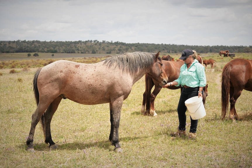 A woman in a paddock feeding a horse from a bucket.