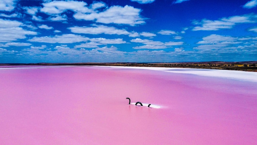 A metal monster sculpture on a pink lake under a bright blue sky with fluffy white clouds.