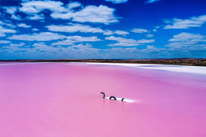 A metal monster sculpture on a pink lake under a bright blue sky with fluffy white clouds.