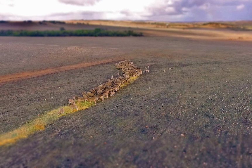 Sheep eating hay near Northampton