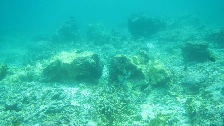 Radja Ampat coral reef