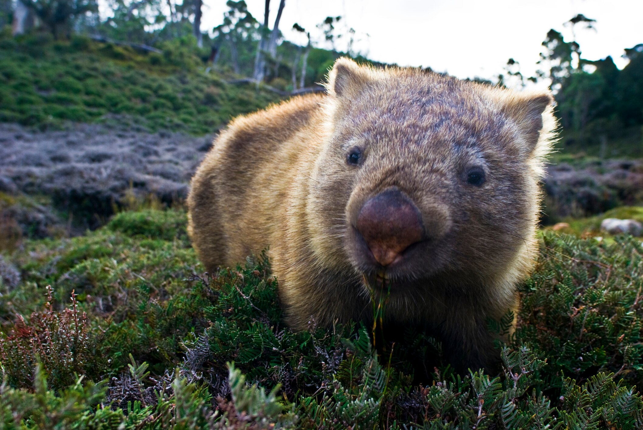 Wombat conundrum - ABC listen