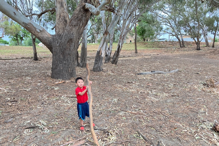 A small boy in a red shirt holds a large stick, lots of trees in the backyard.
