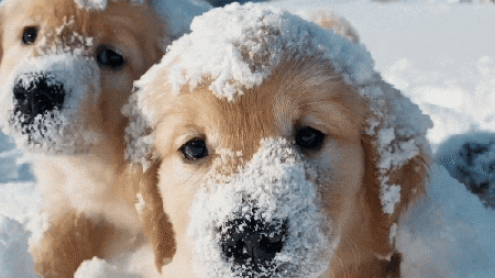 Cute (but fake) puppy