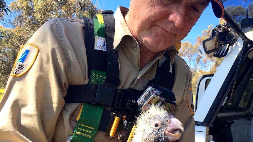 Widllife officer Rick Dawson with a female Carnaby's cockatoo nestling
