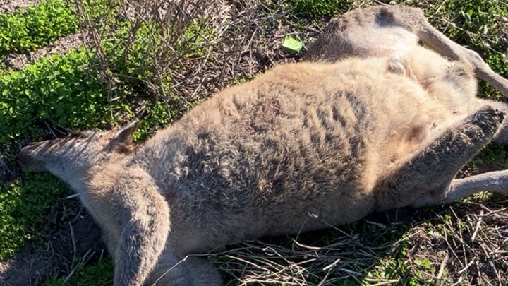 A dead kangaroo in a grassy field.