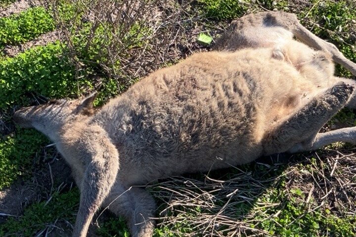 A dead kangaroo in a grassy field.