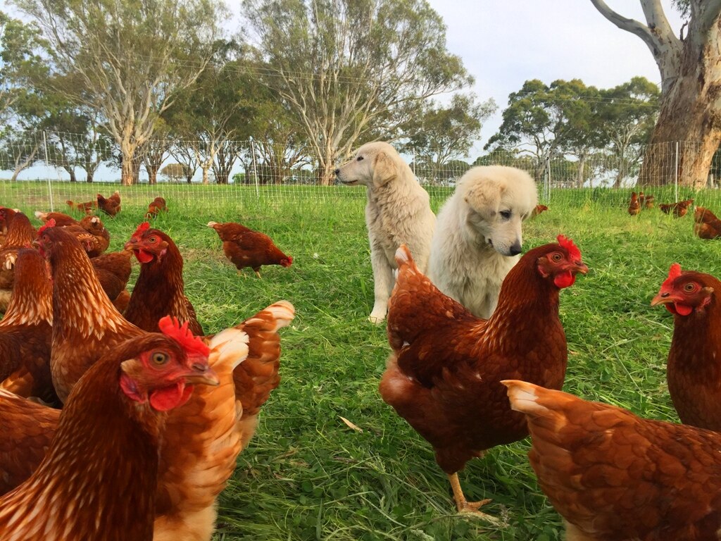 Consumers Pay Free Range Egg Premium For Taste Not Animal Welfare Abc News