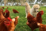 Goode Paddock Eggs' Maremma dogs looking after their chickens at the farm