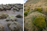 A composite image of bare rocks and eaten grass, alongside tussocks of green grass. 