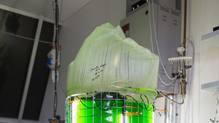 A glowing green bag of algae sitting inside a metal structure.
