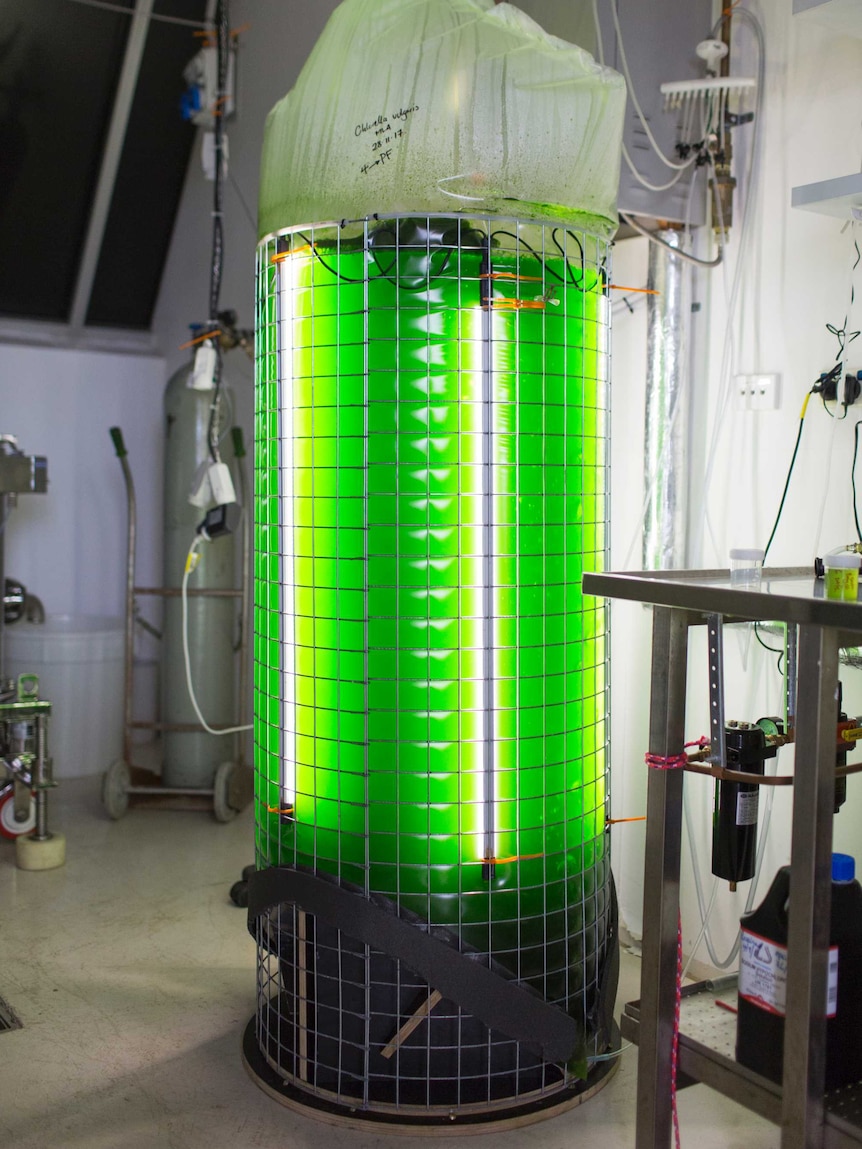 A glowing green bag of algae sitting inside a metal structure.