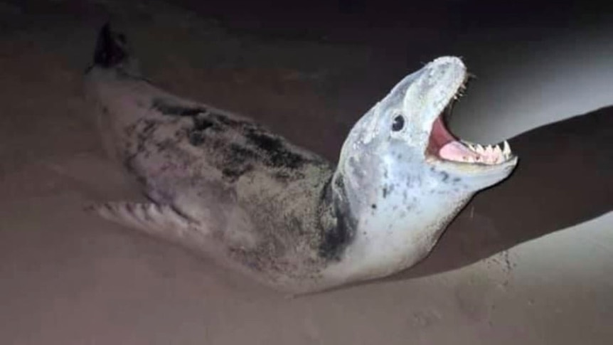 862px x 485px - Leopard seal causes jump scare in South Australian teen's viral video - ABC  News