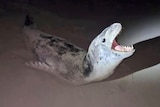 A seal raises its head in the dark.