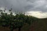 Grape vines in southern NSW