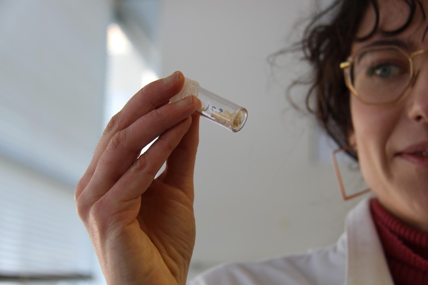 Erin Bok holding up a plastic vile that contains pieces of crystalised manna. 