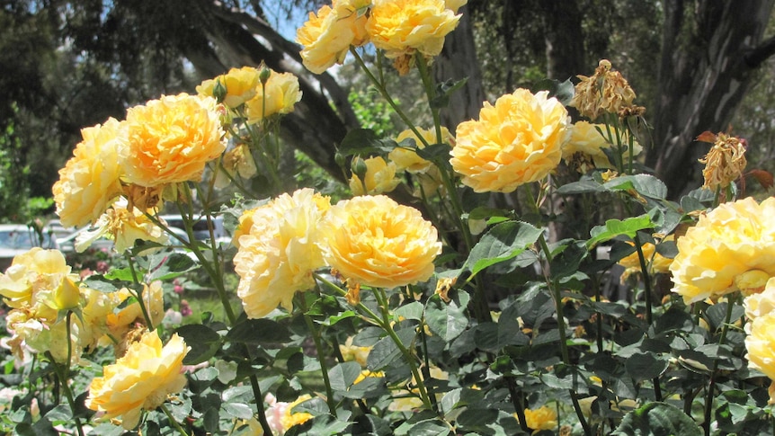 Yellow roses in a garden setting
