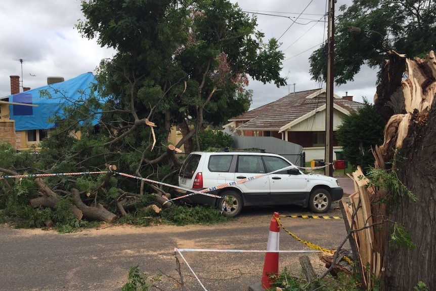 A tree falls on a house and car at Prospect.