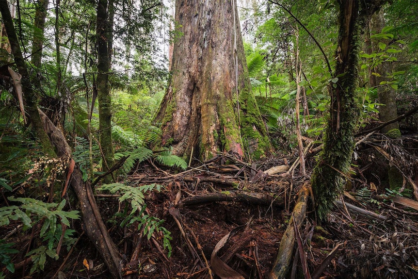 The bottom of a tree with fernery.