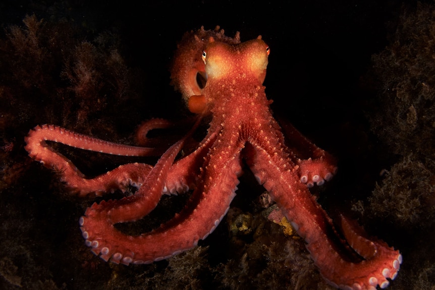 A red octopus with white spots.