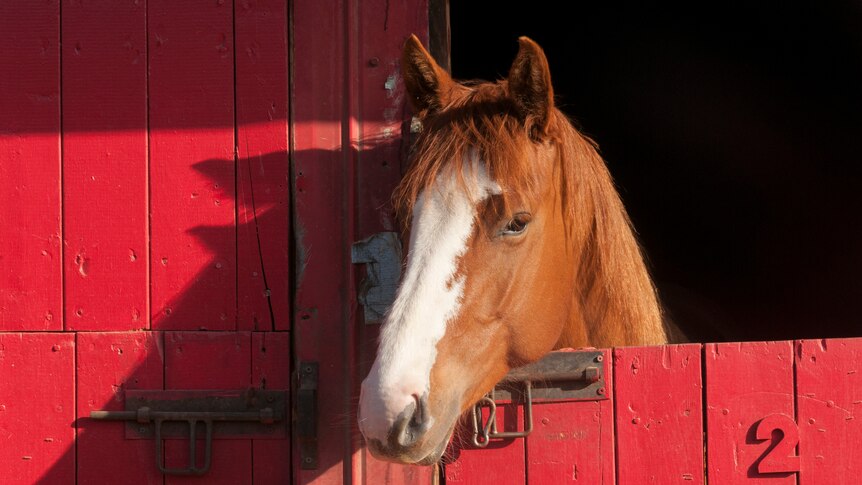 Horse immune system study suggests animals kept alone in stables are ...