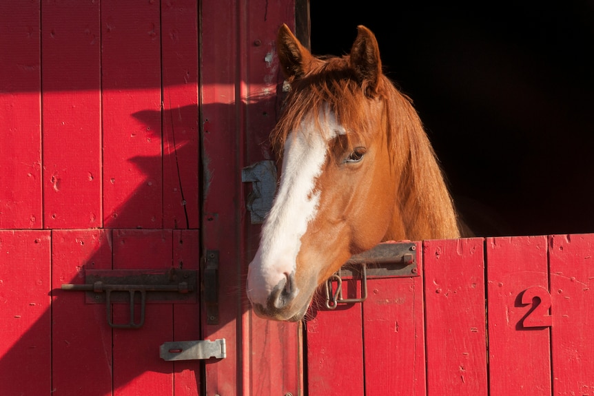 Horse behind a red door
