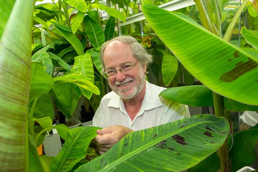 Professor Dale amid a banana crop, which he hopes will save people from vitamin A deficiency.