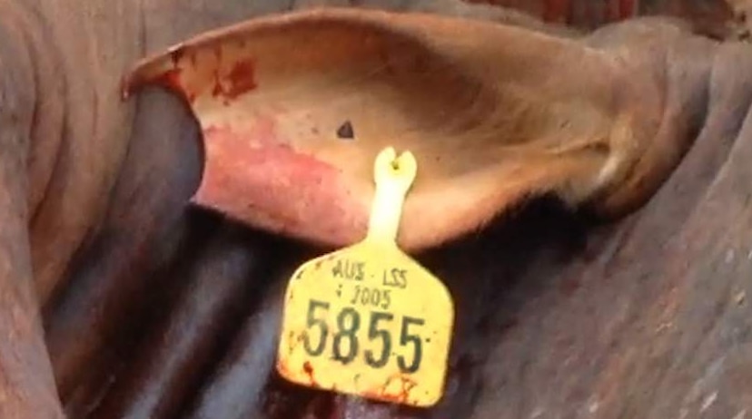 Australian live export tag on bull's ear