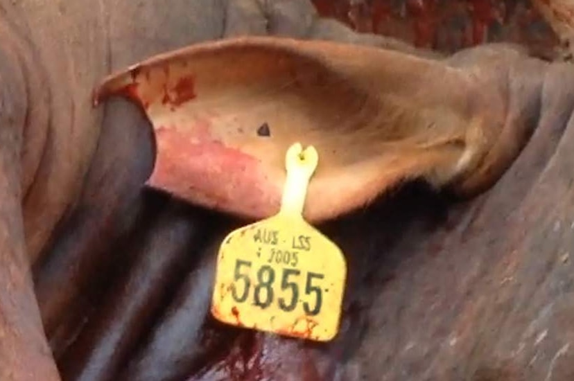 Australian live export tag on bull's ear