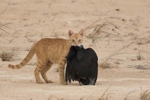 Cat with Christmas Island pigeon