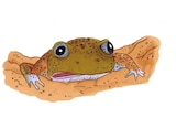 The head of a plump frog sticks out from a burrow
