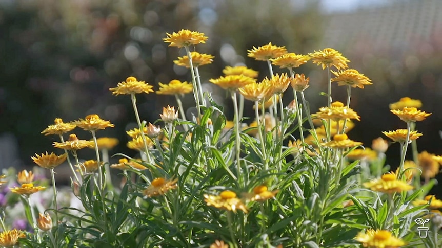 Bright yellow flowers growing in a garden.