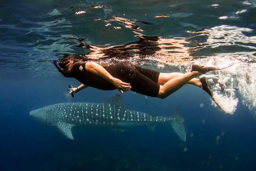 A diver uses a GoPro to record a whale shark at Ningaloo Reef.