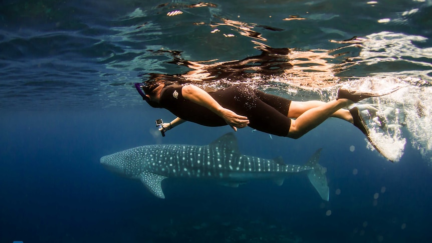 A diver uses a GoPro to record a whale shark at Ningaloo Reef.