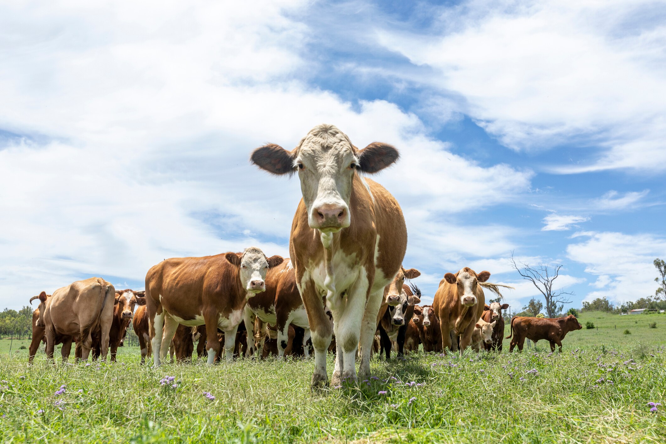 Grasslands – agricultural history and importance today