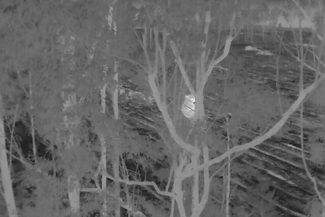 thermal imaging of a koala on a tree