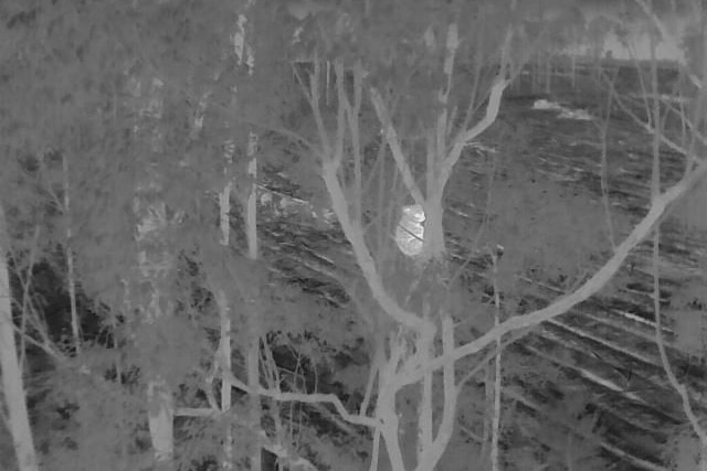 thermal imaging of a koala on a tree