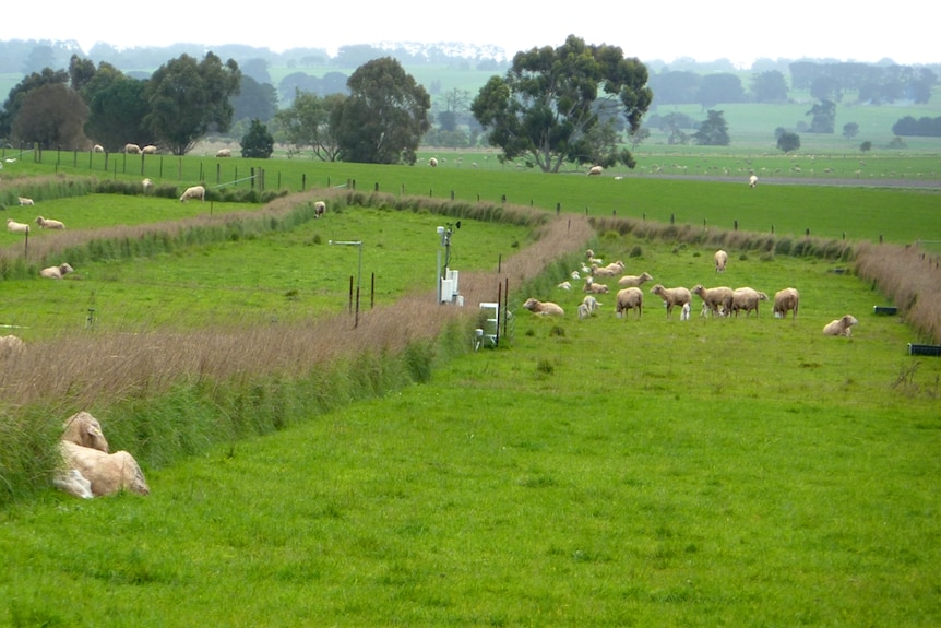 Trial using wind blocks aims to save newborn lambs