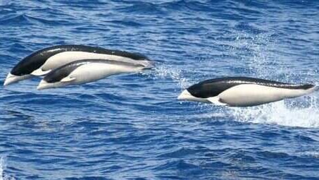 Three black and white dolphins, which have no dorsal fin, glide through the air above the water