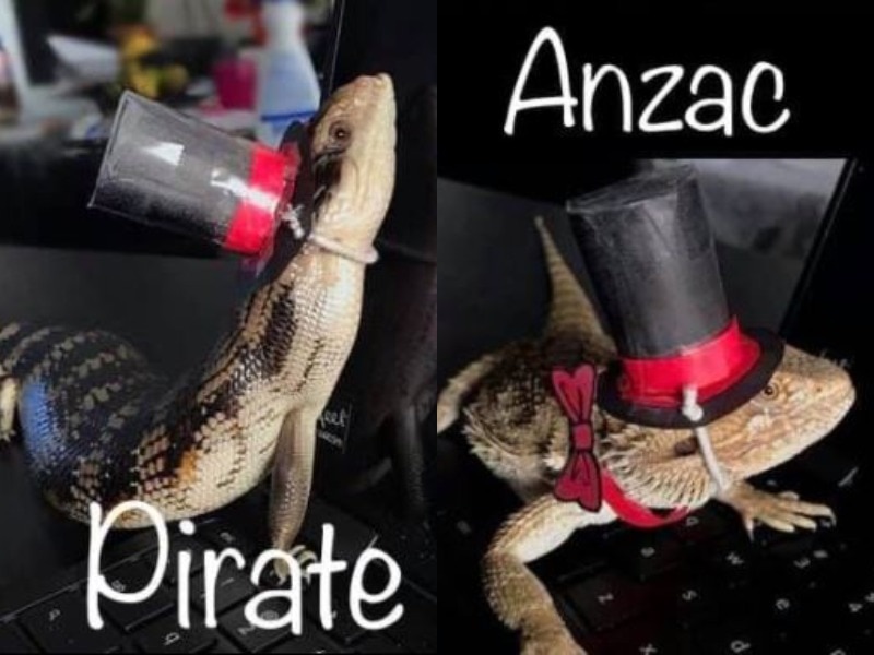 A composite image of two lizards who are sitting on a keyboard with hats on