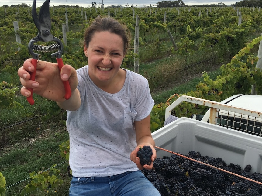Alice Baker in the back of a ute with pruning shearers and grapes cut off a vine.