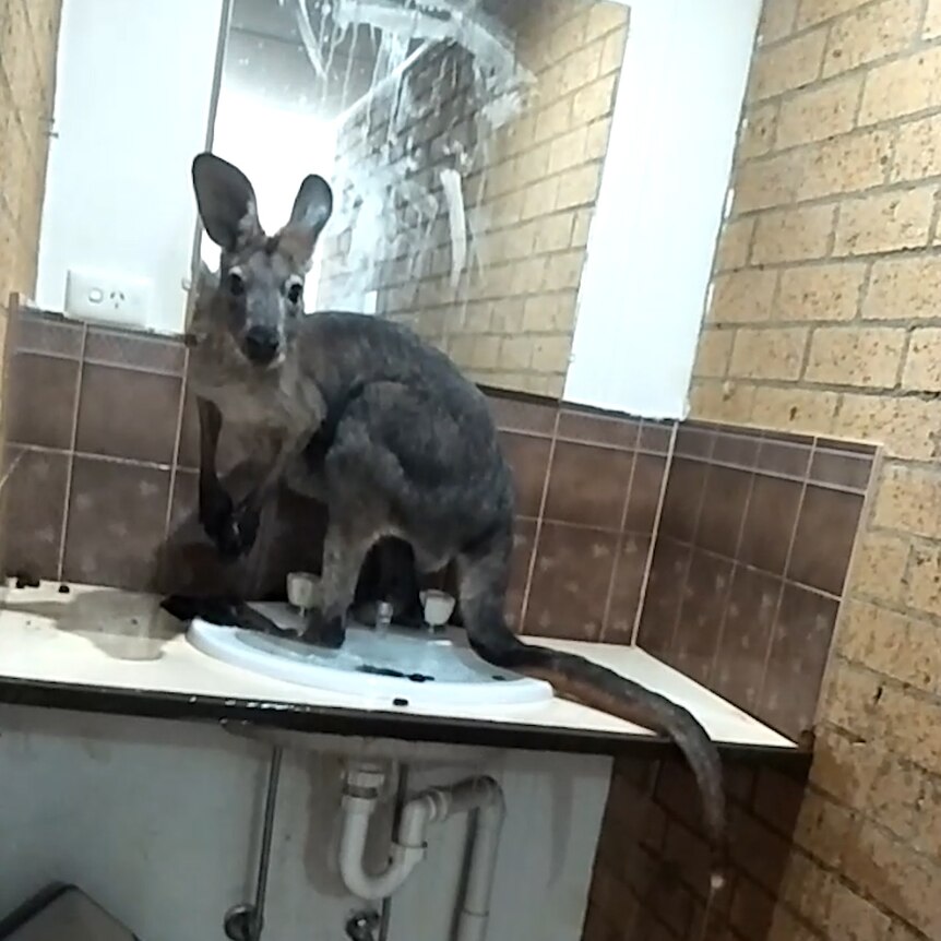 A kangaroo sitting on sink
