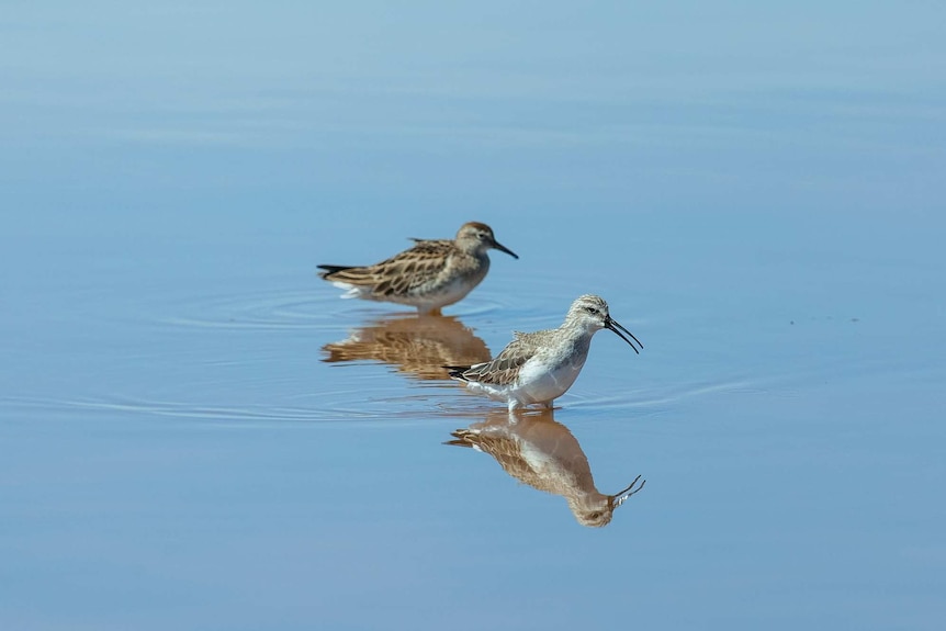 A curlew sandpiper stands in pond water in front of a sharp-tailed sandpiper.