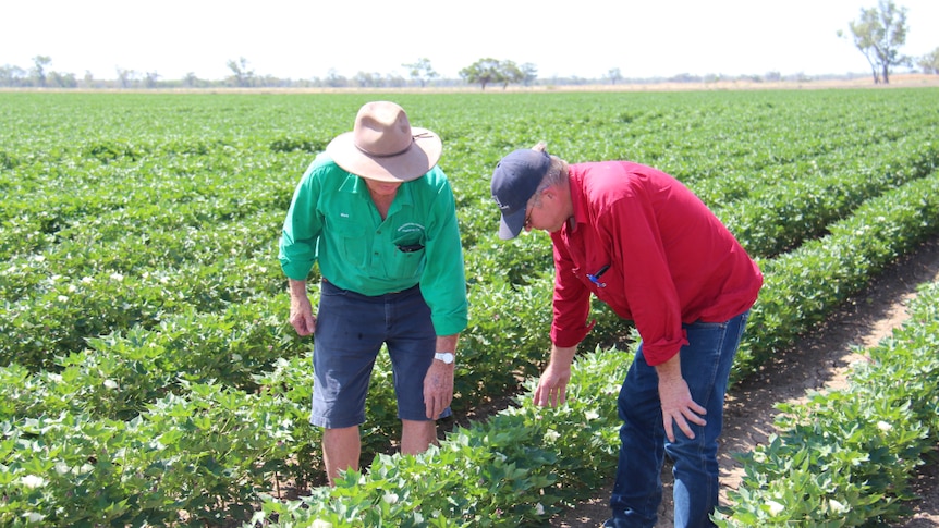 Cotton growers inspect young cotton plants at a farm in Bourke, New South Wales.