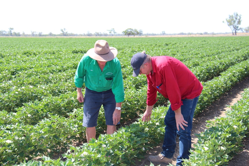 Cotton growers inspect young cotton plants at a farm in Bourke, New South Wales.